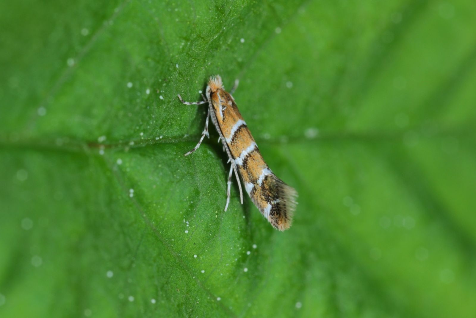 leafminers