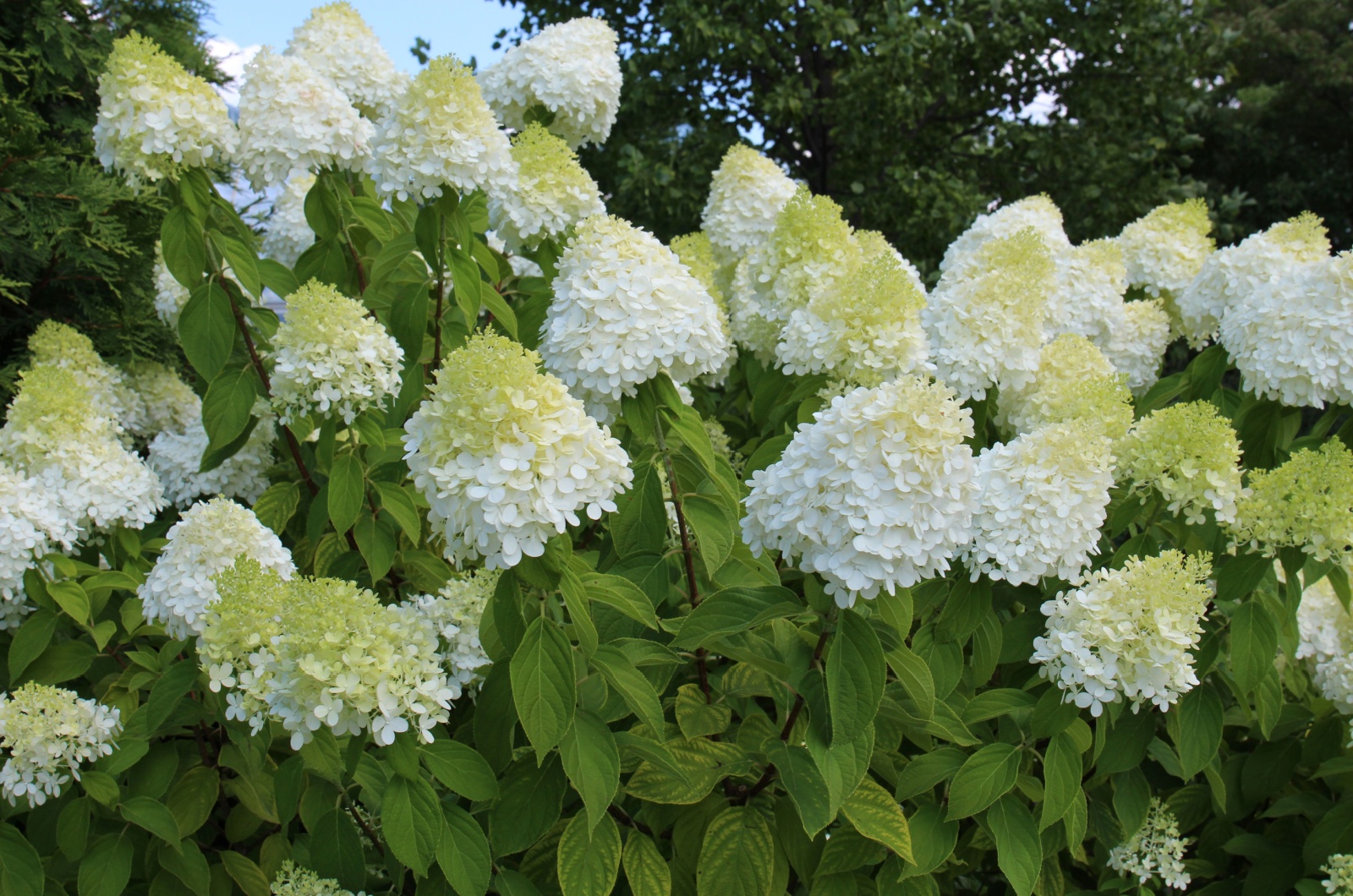 limelight hydrangea