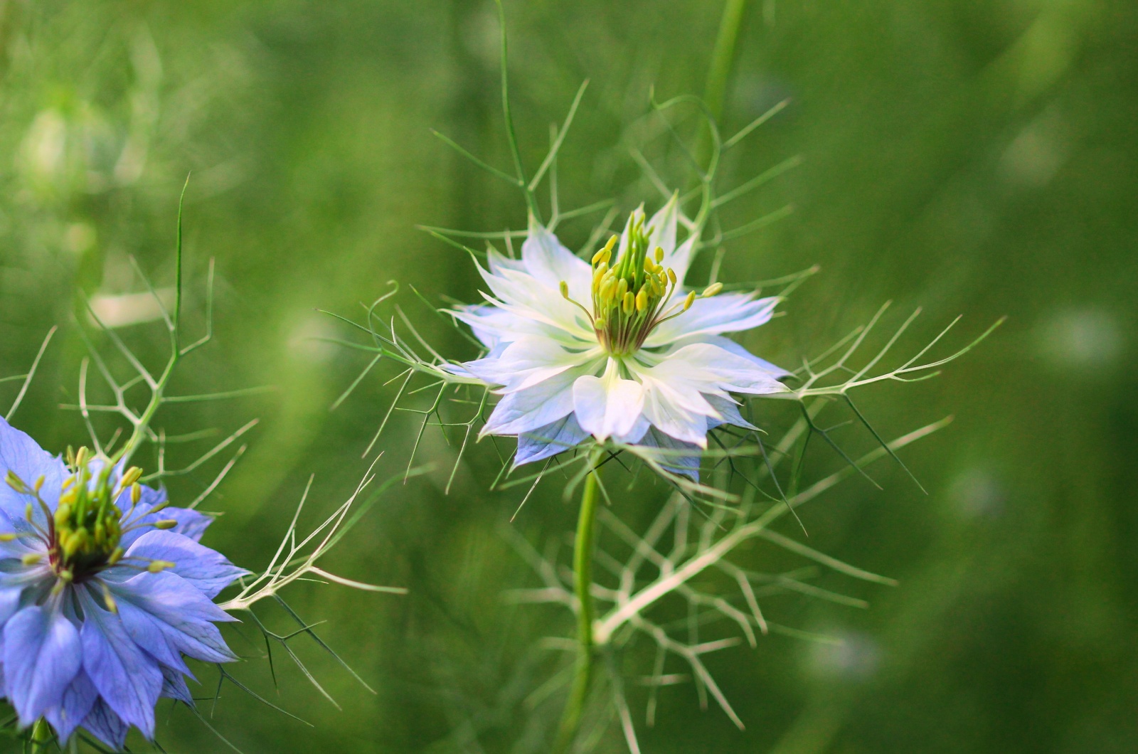 love in a mist flower