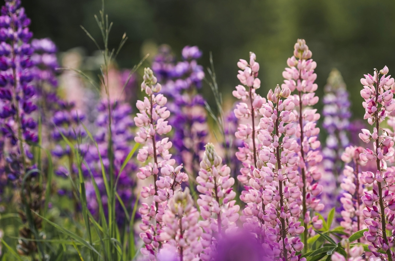 lupines in full bloom