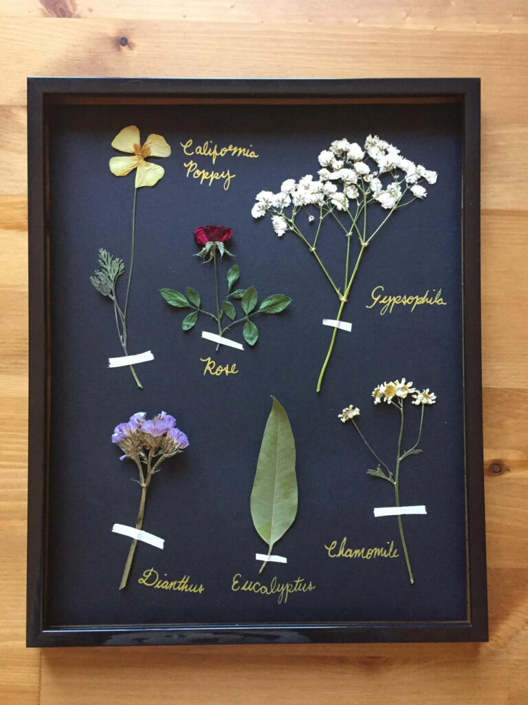 made a herbarium of plants