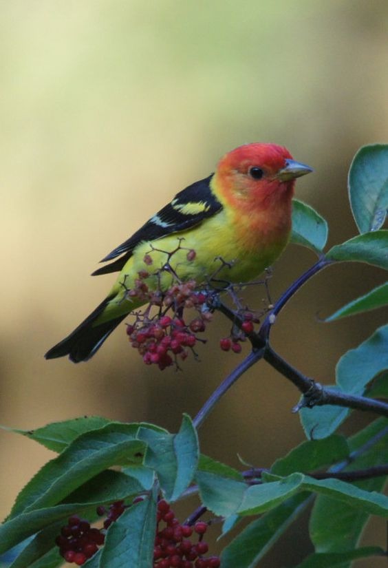 male western tanager bird