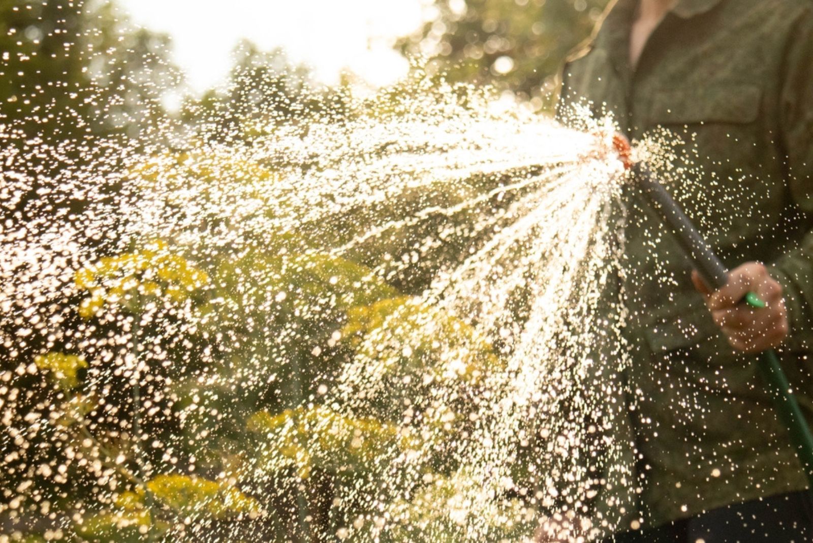 man watering the garden