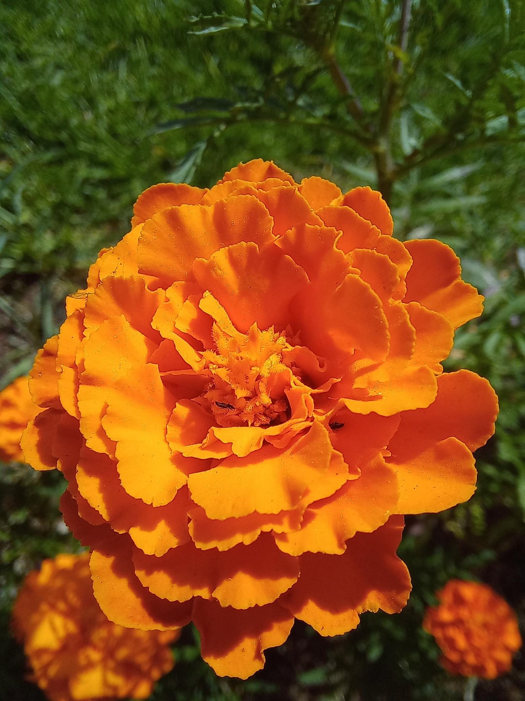 marigold flower