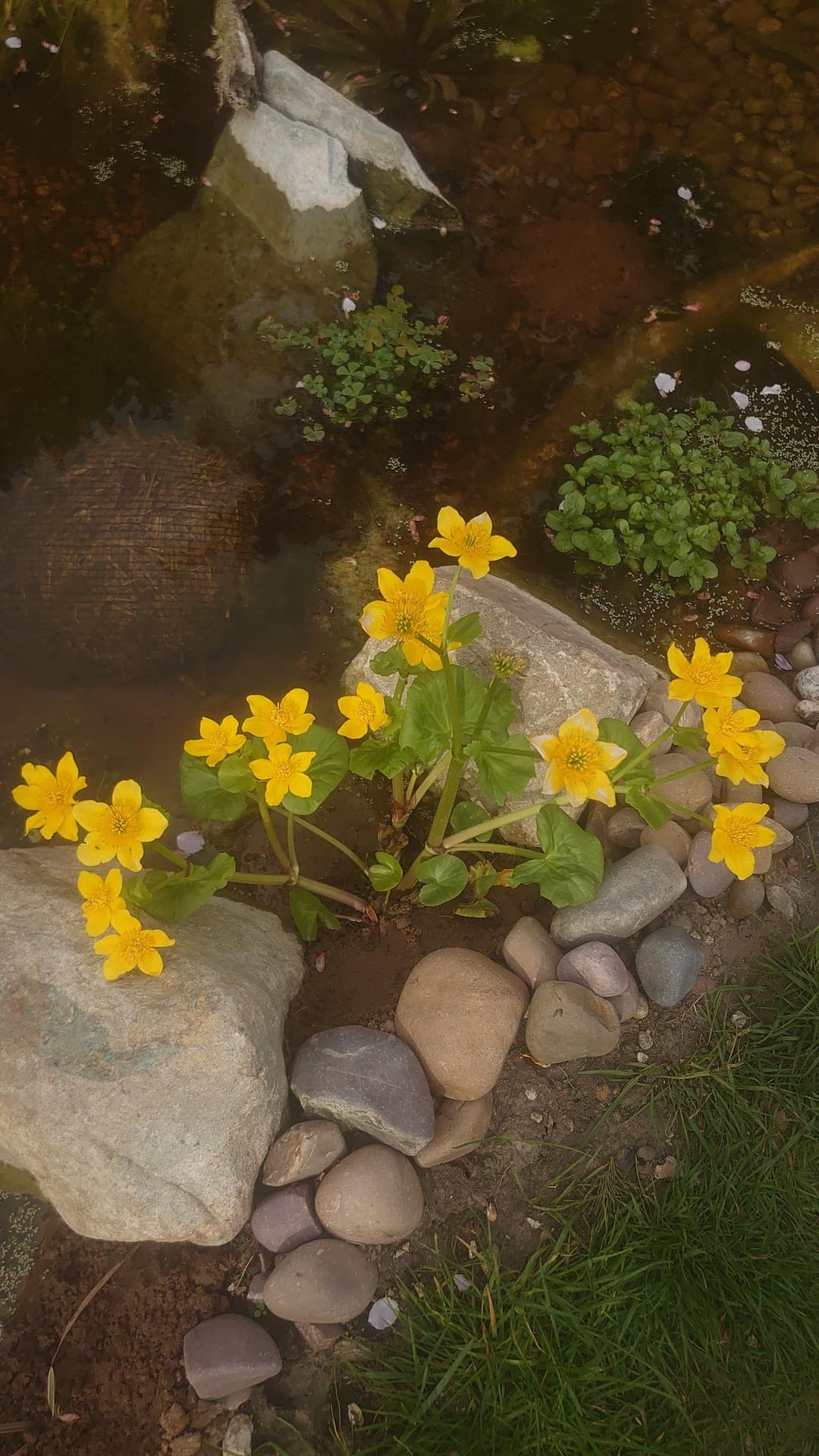 mars marigold growing in water