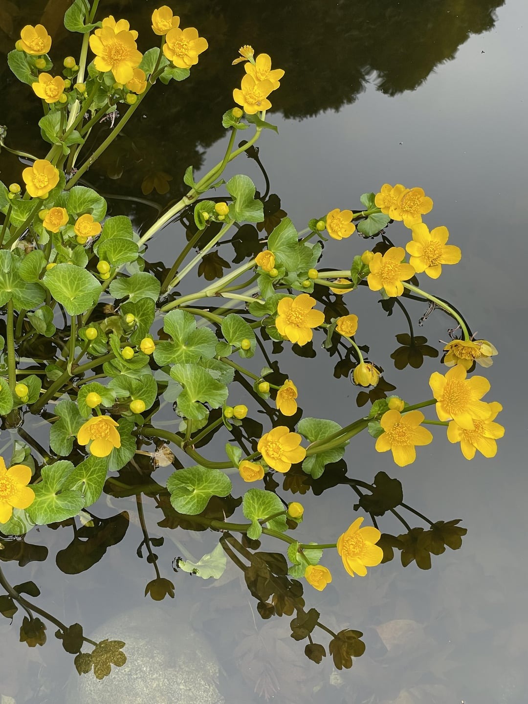 marsh marigold in pond