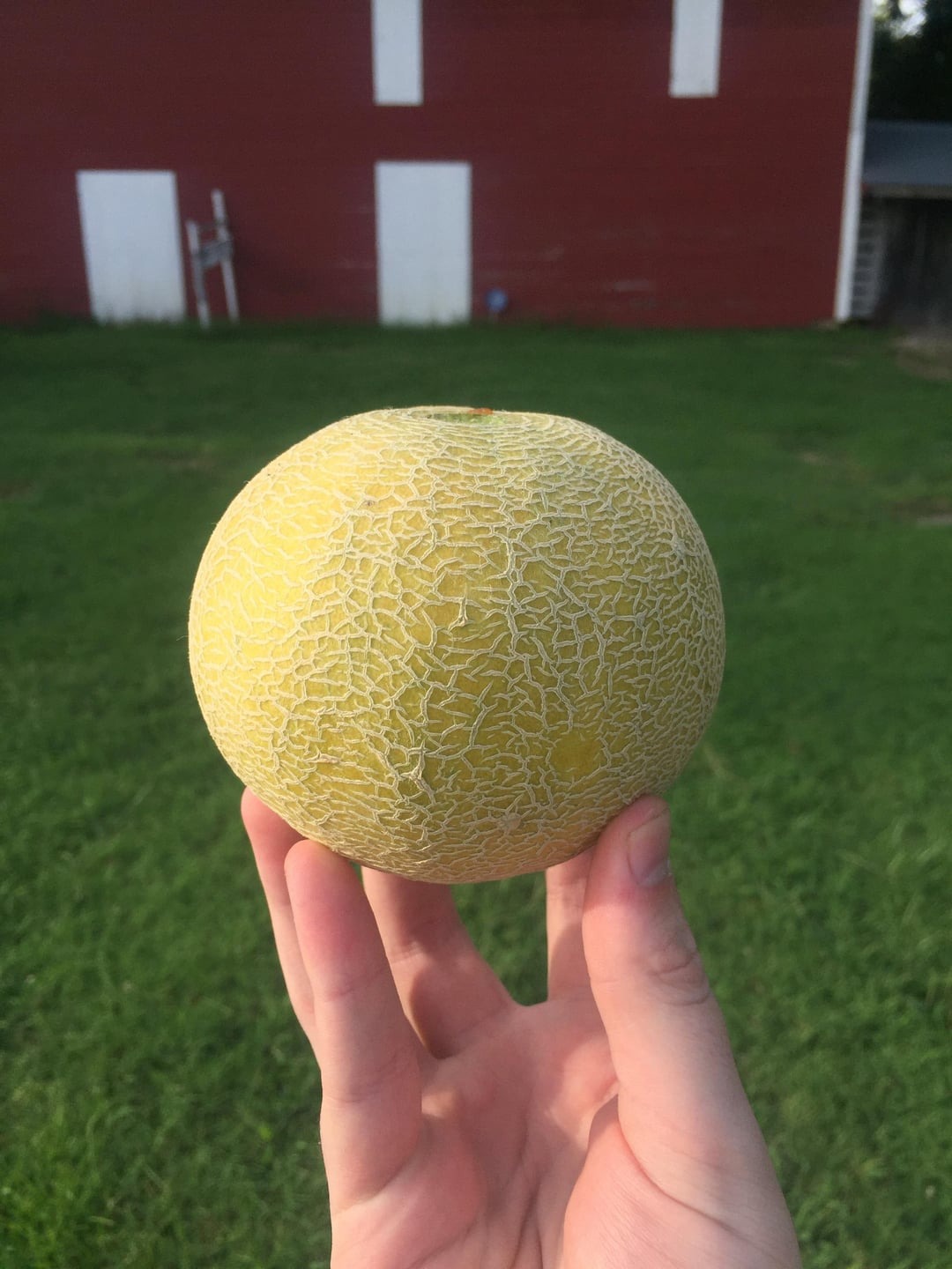 midget melon cantaloupe