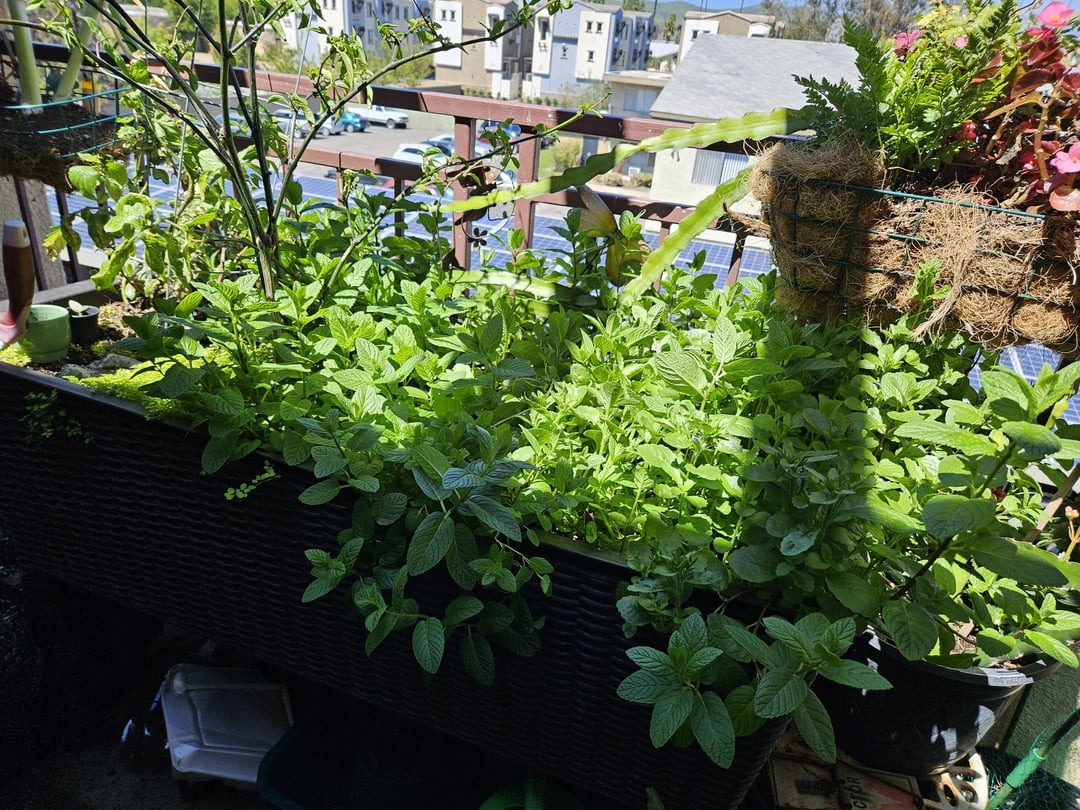 mint in a pot