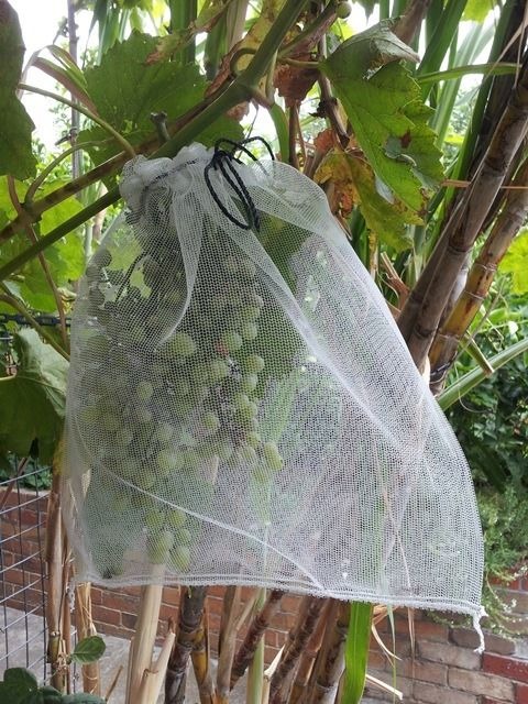 netted grapes