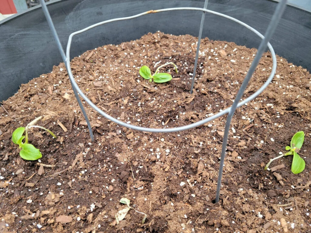 newly planted cucumber