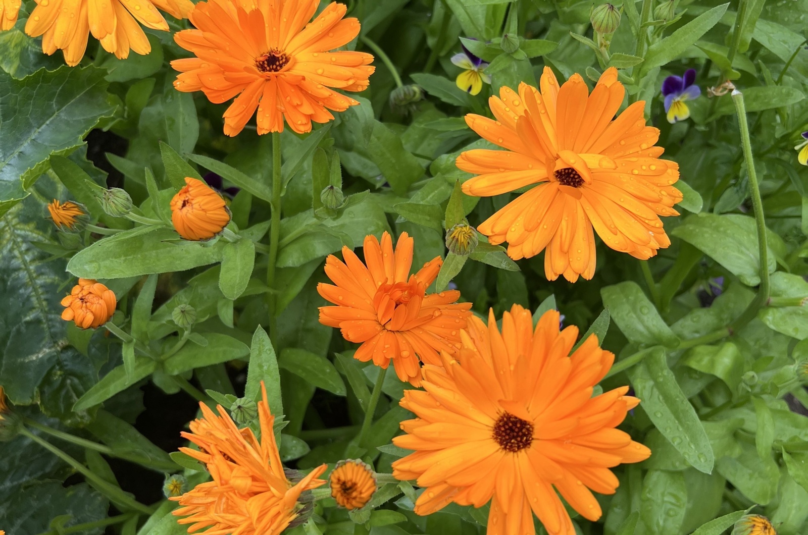 orange marigold flowers