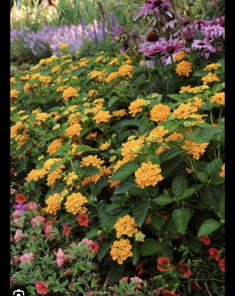 overwintering lantana