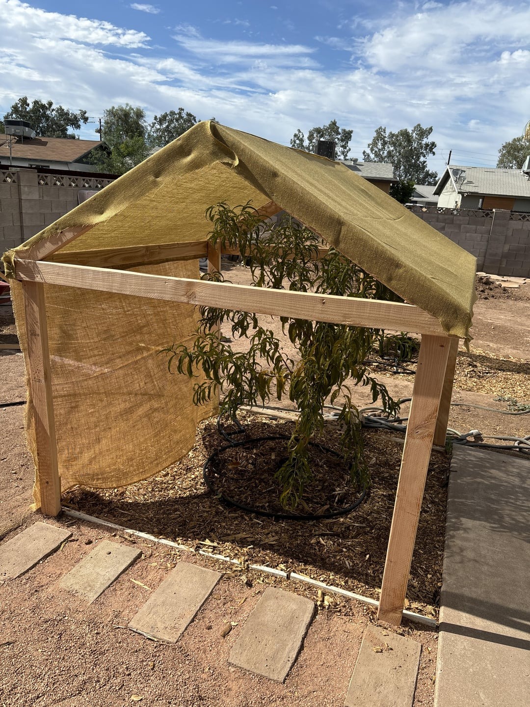 peach tree with a shade