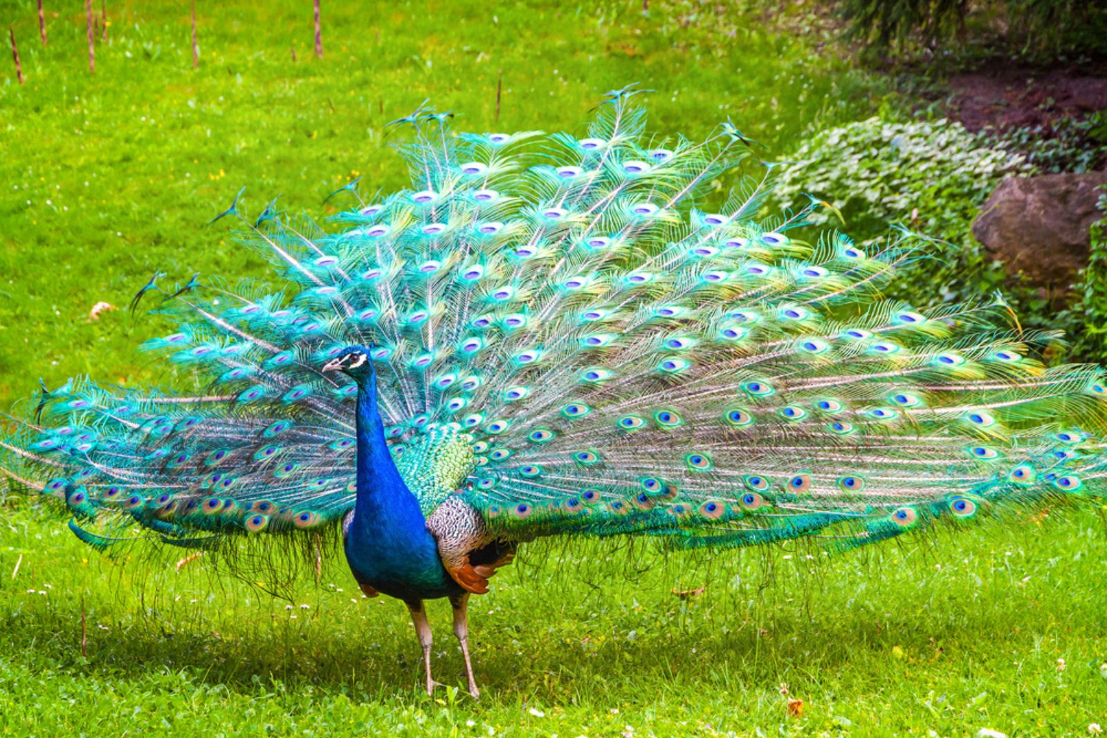 peafowl