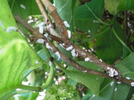 pests on the hydrangea plant