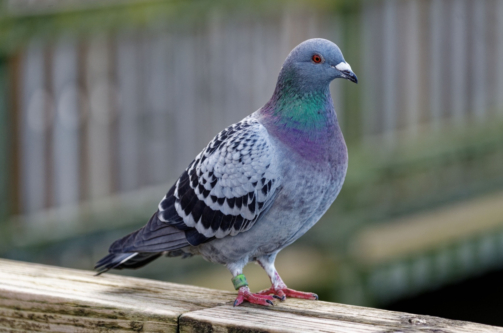 pigeon on a wooden railing