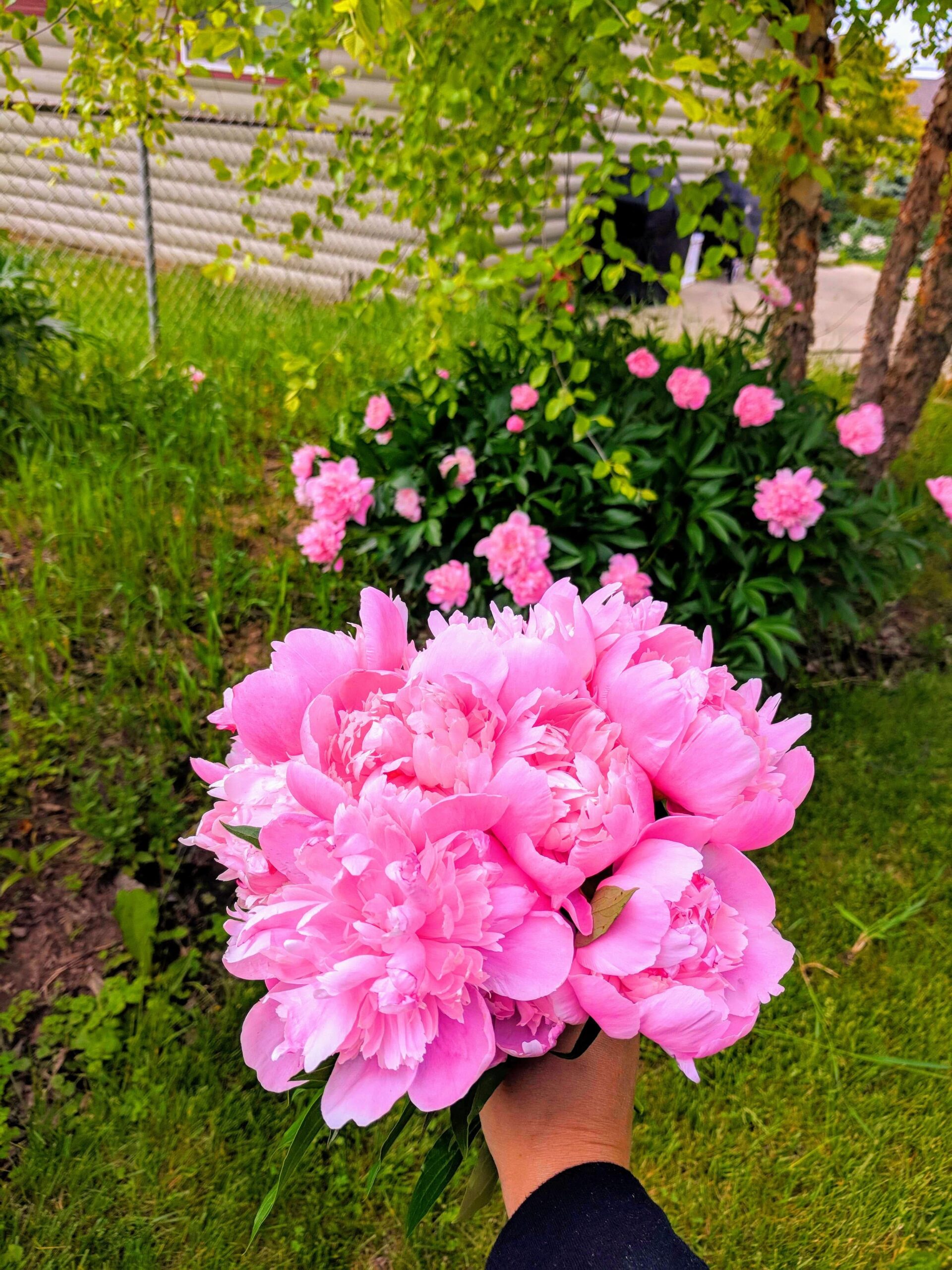 pink peony