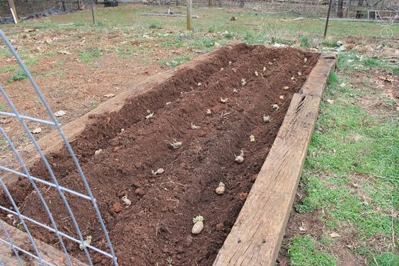 planting potato in raised bed