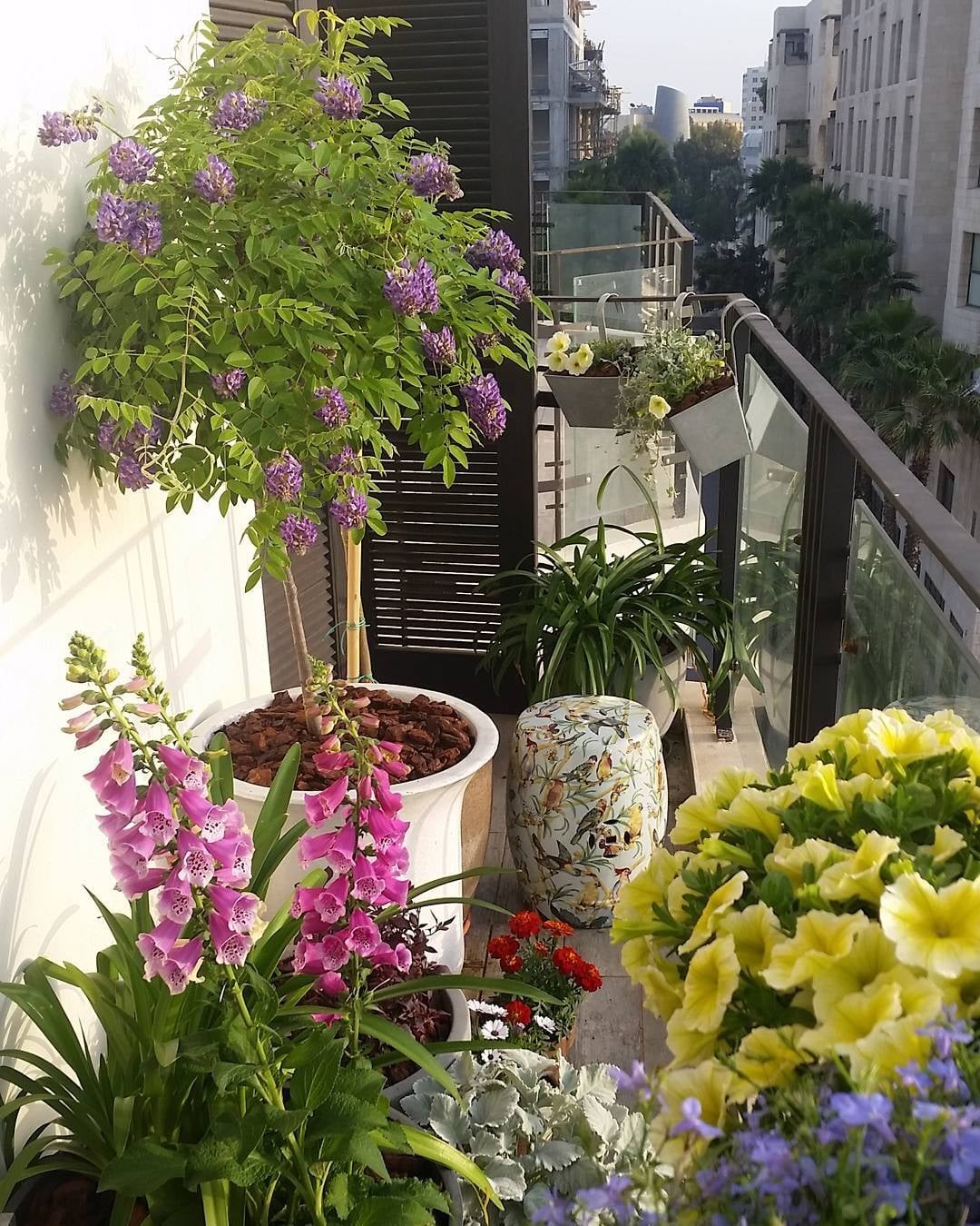 plants on balcony