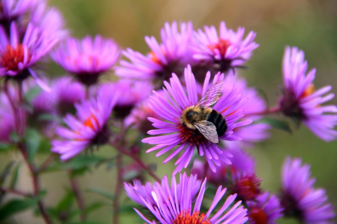 pollinator on the flower