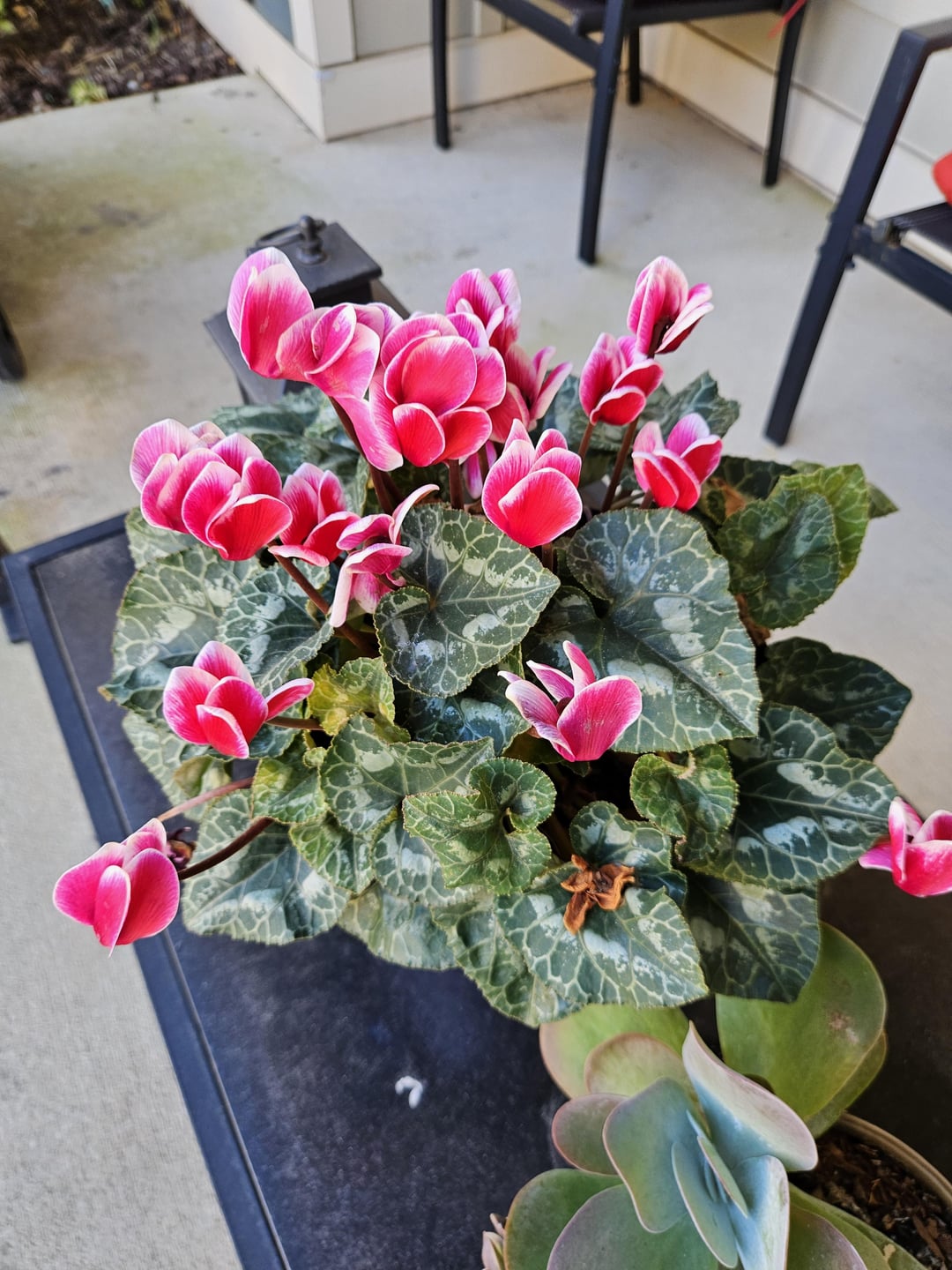 potted flowers