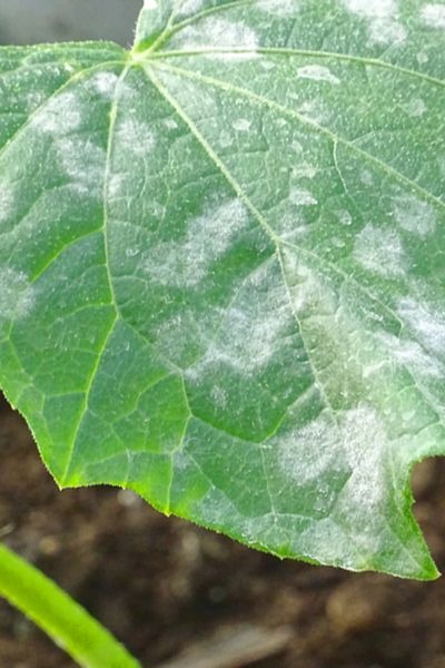 powdery mildew on cucumber plant