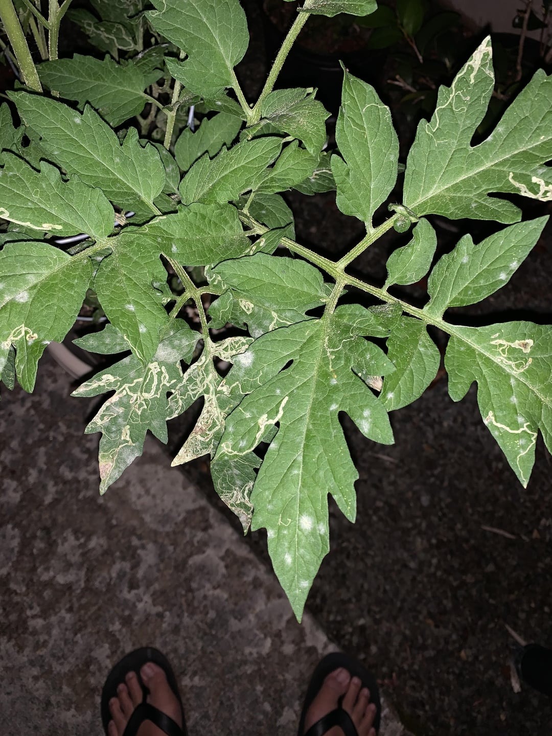 powdery mildew on tomato plant