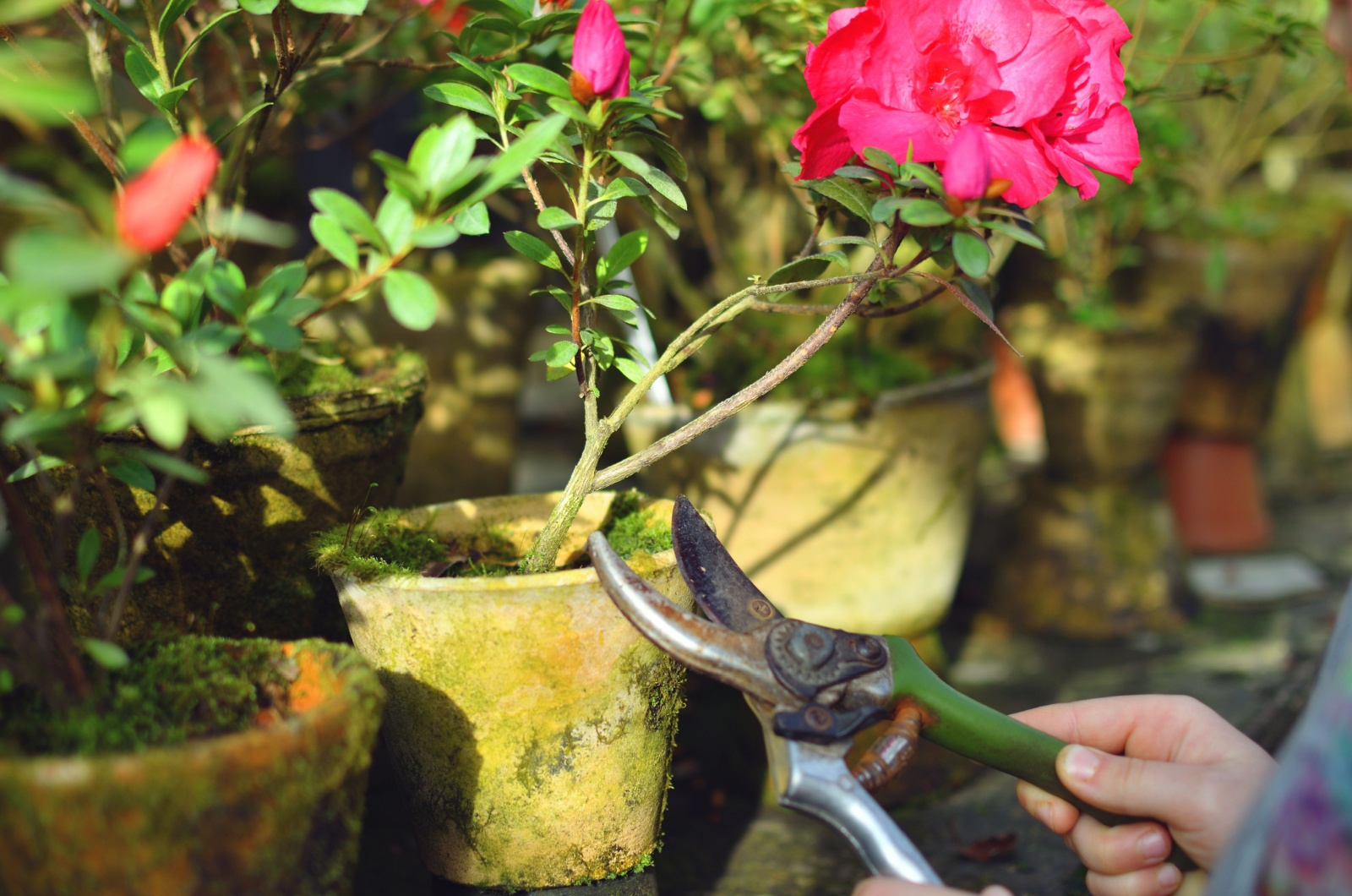 pruning azalea bloom