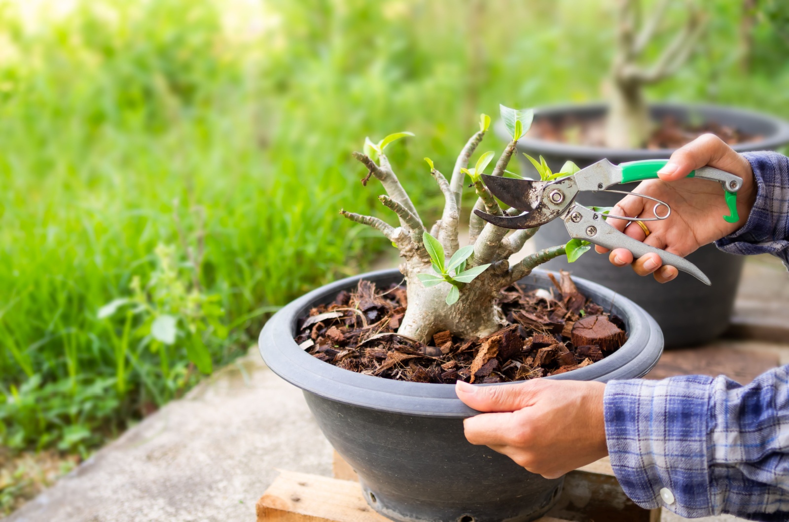 pruning azalea plant