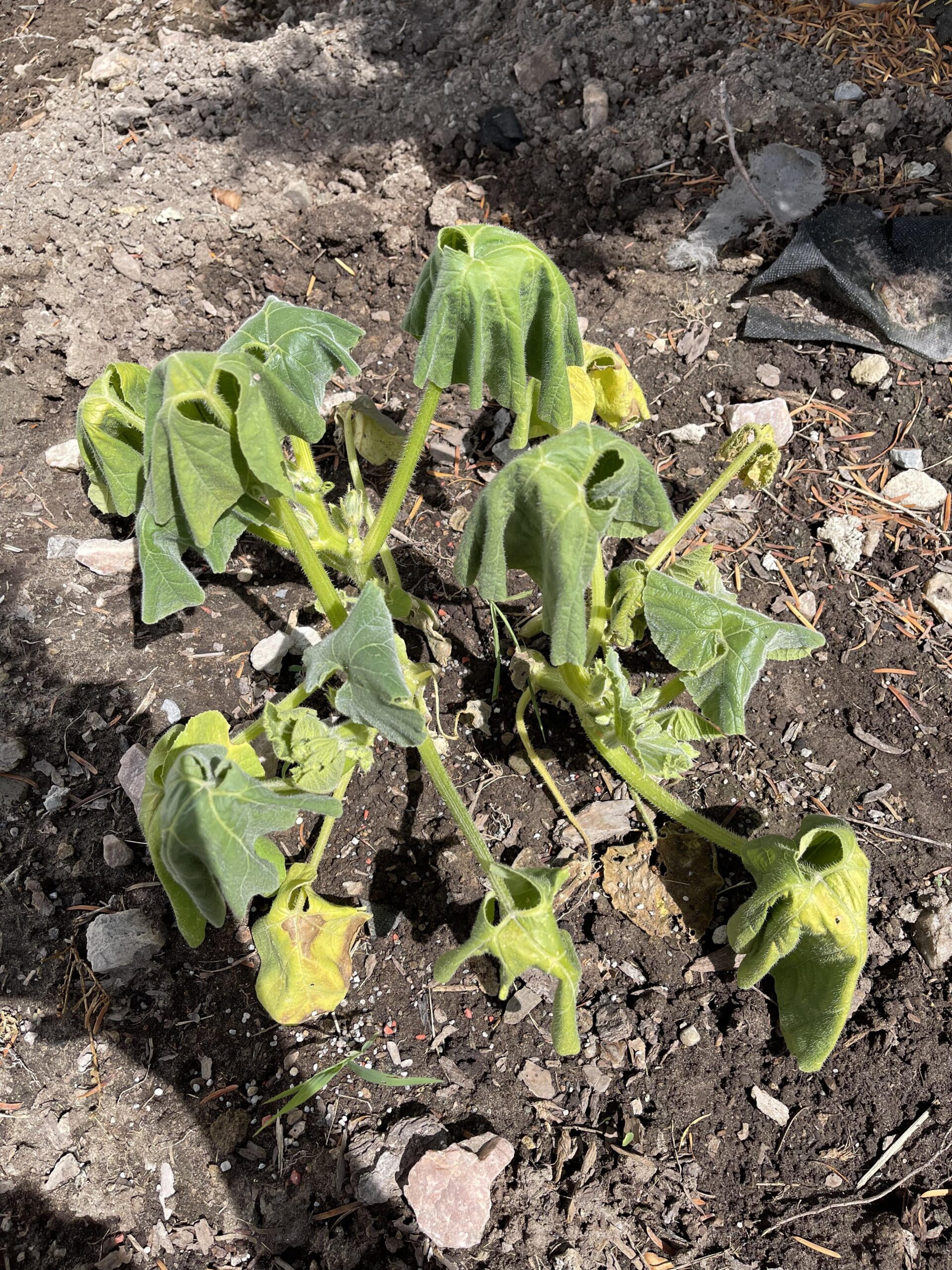 pumpkin plant drying out