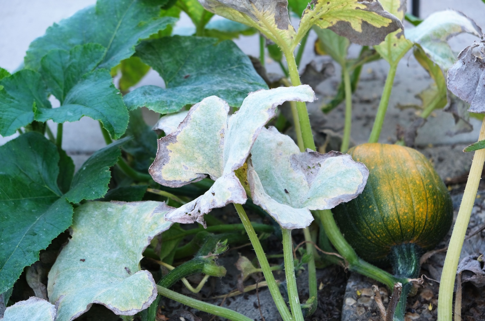 pumpkin wilting