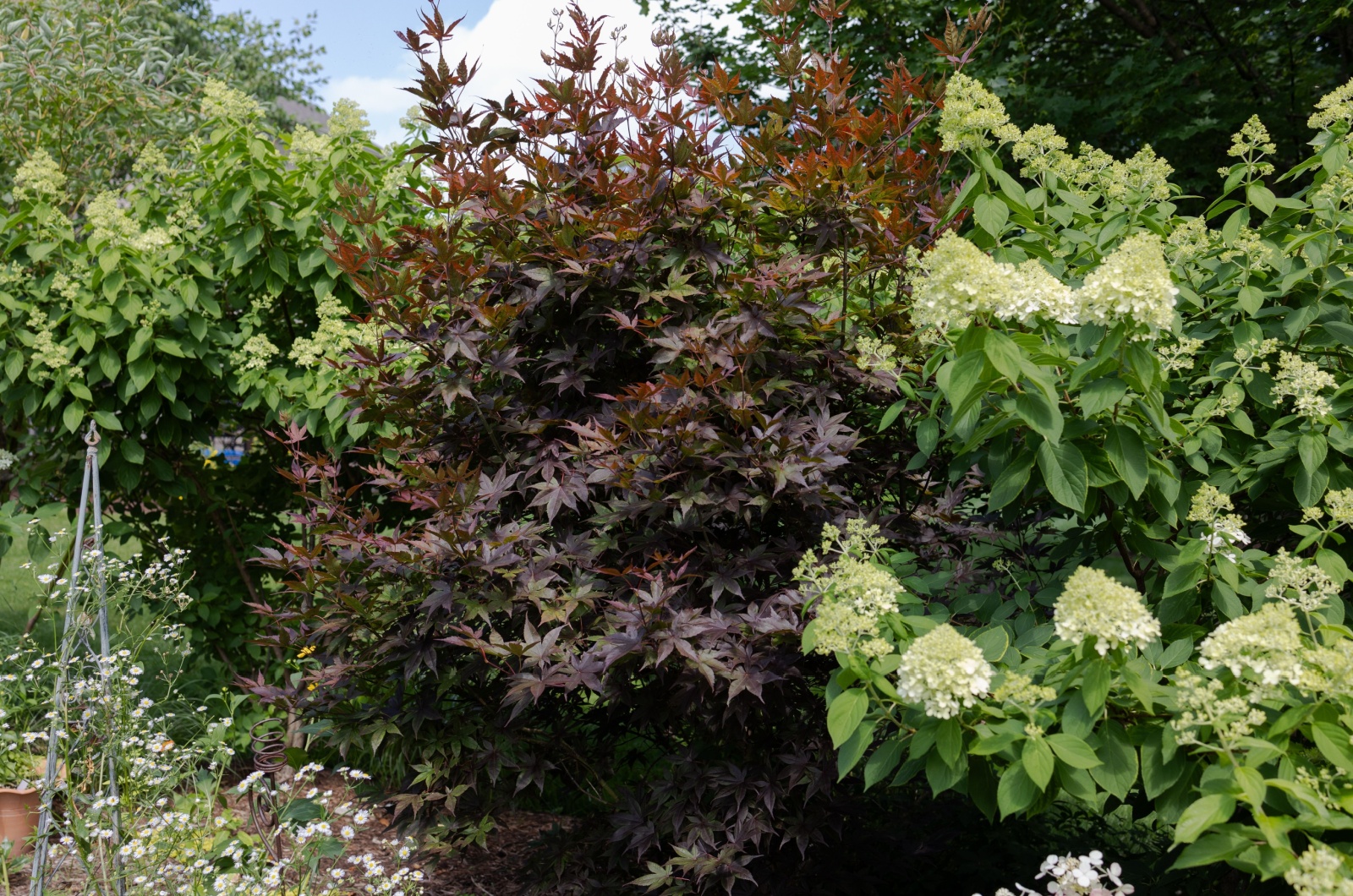 quick fire hydrangea