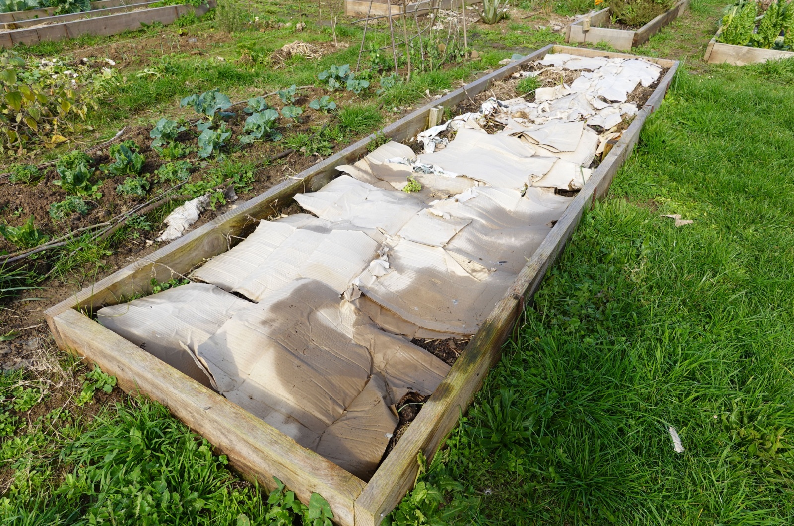 raised wooden vegetable garden filled with the lasagna method