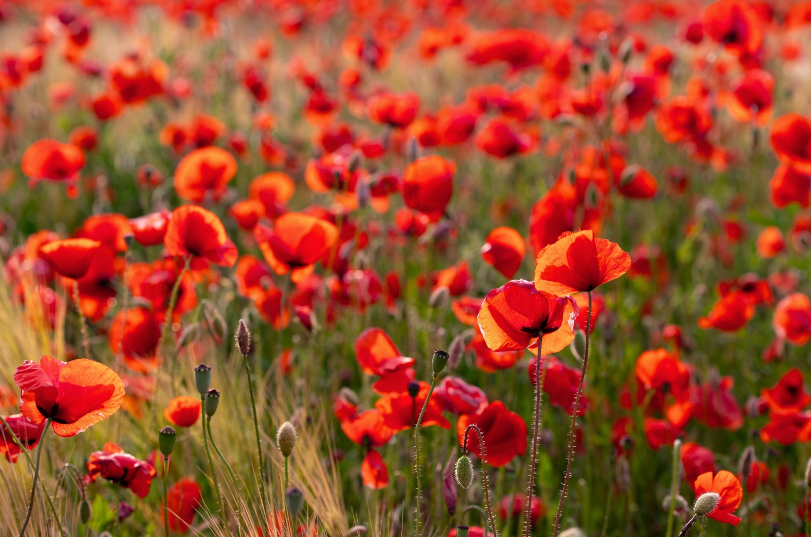 red poppy flowers