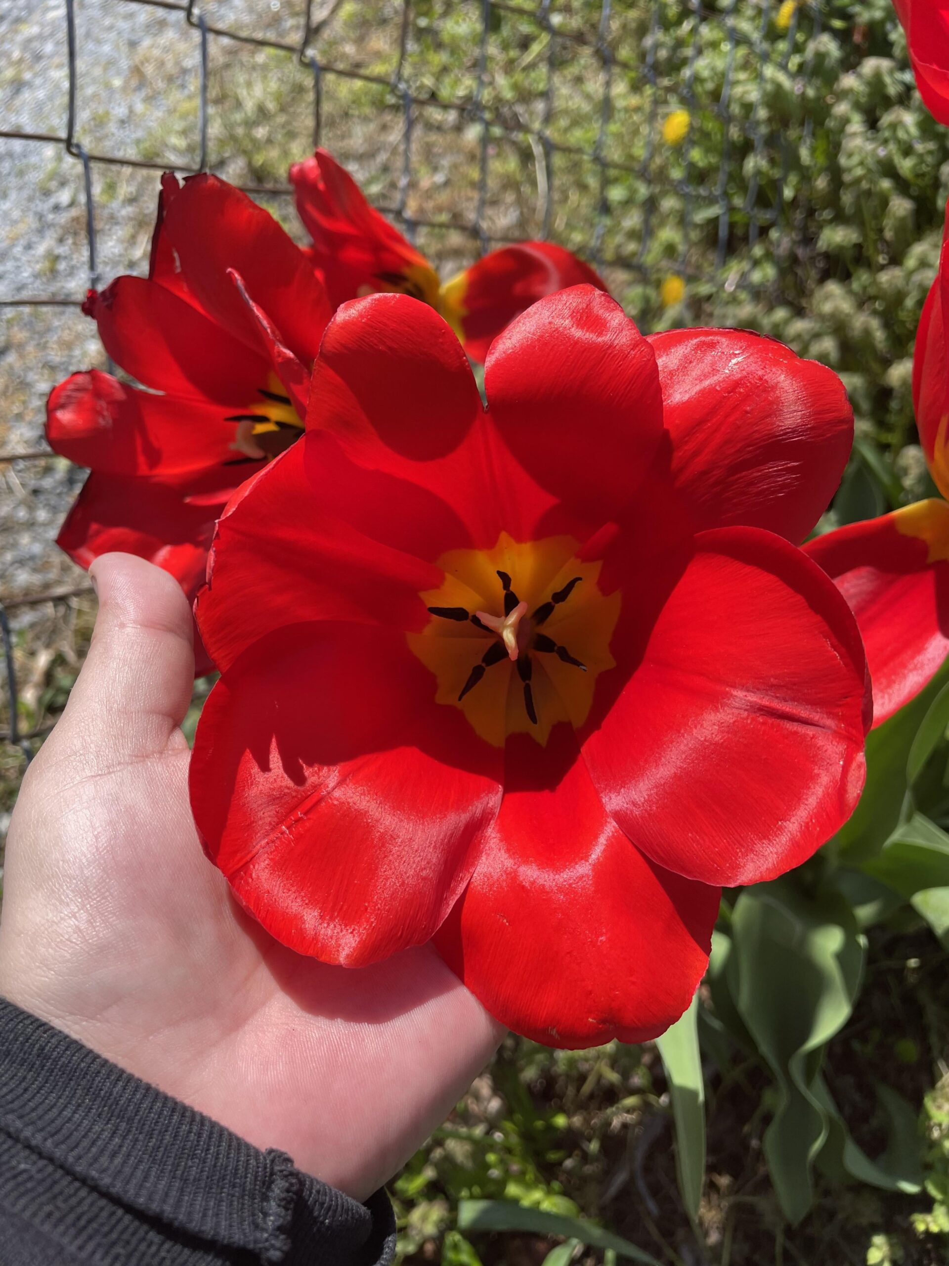 red tulips