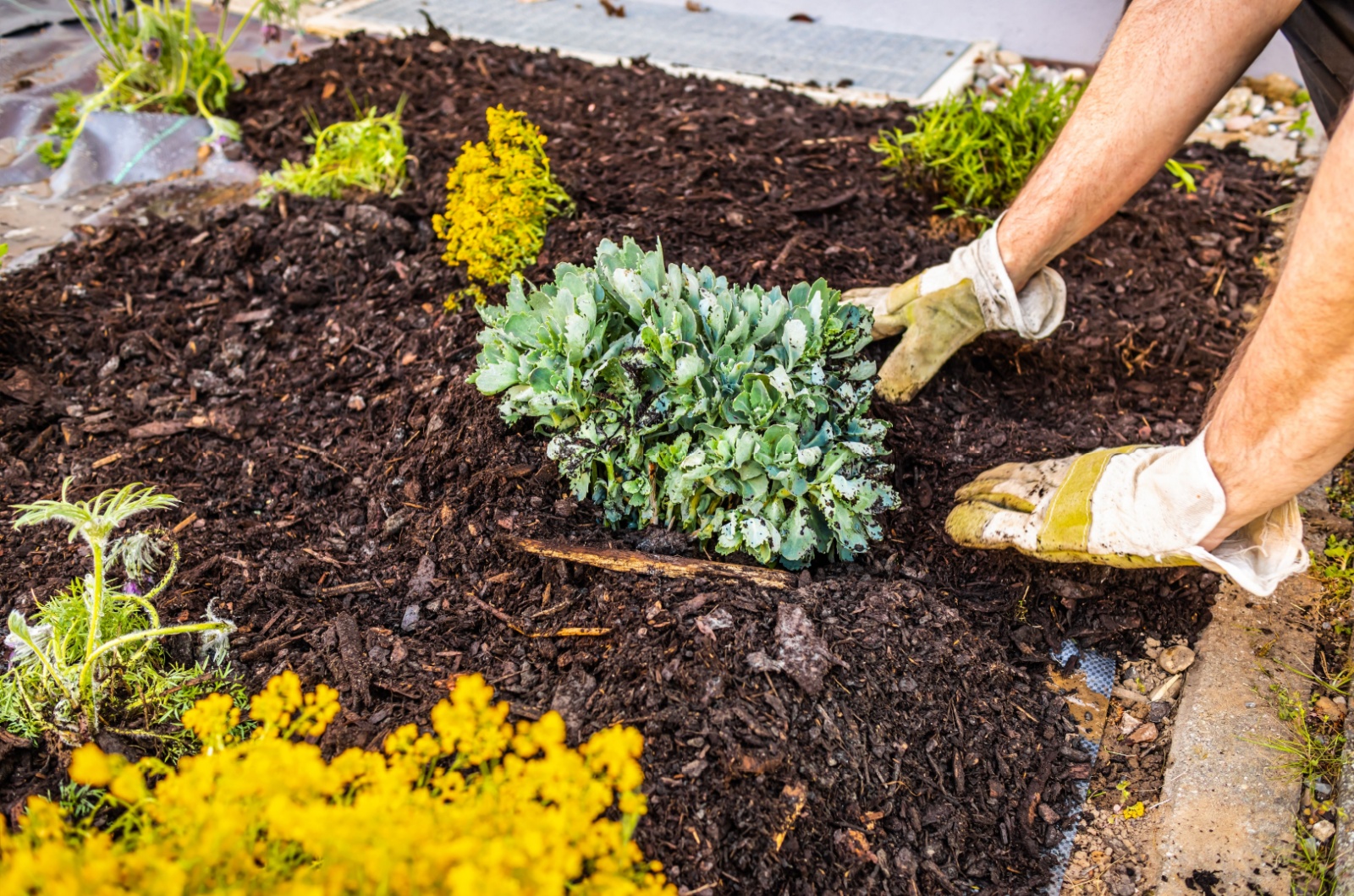 refreshing mulch in garden