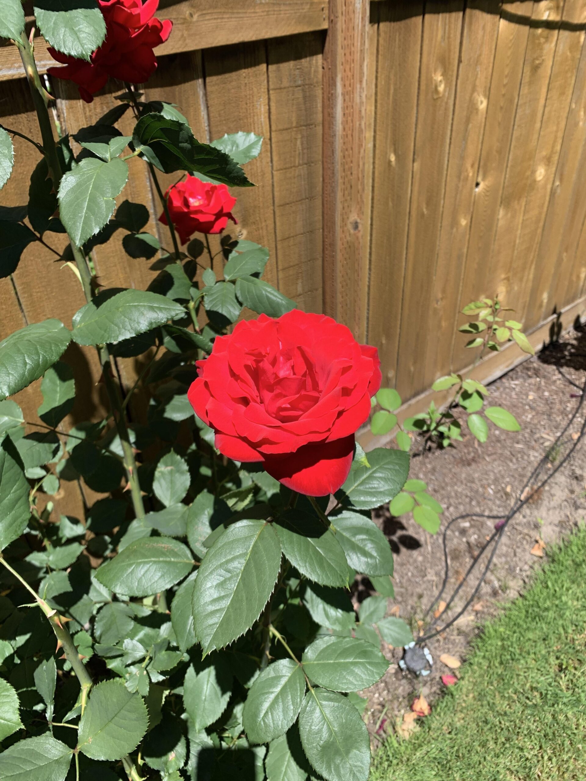 roses in garden