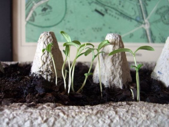 seedlings growing in a cardboard drink carrier