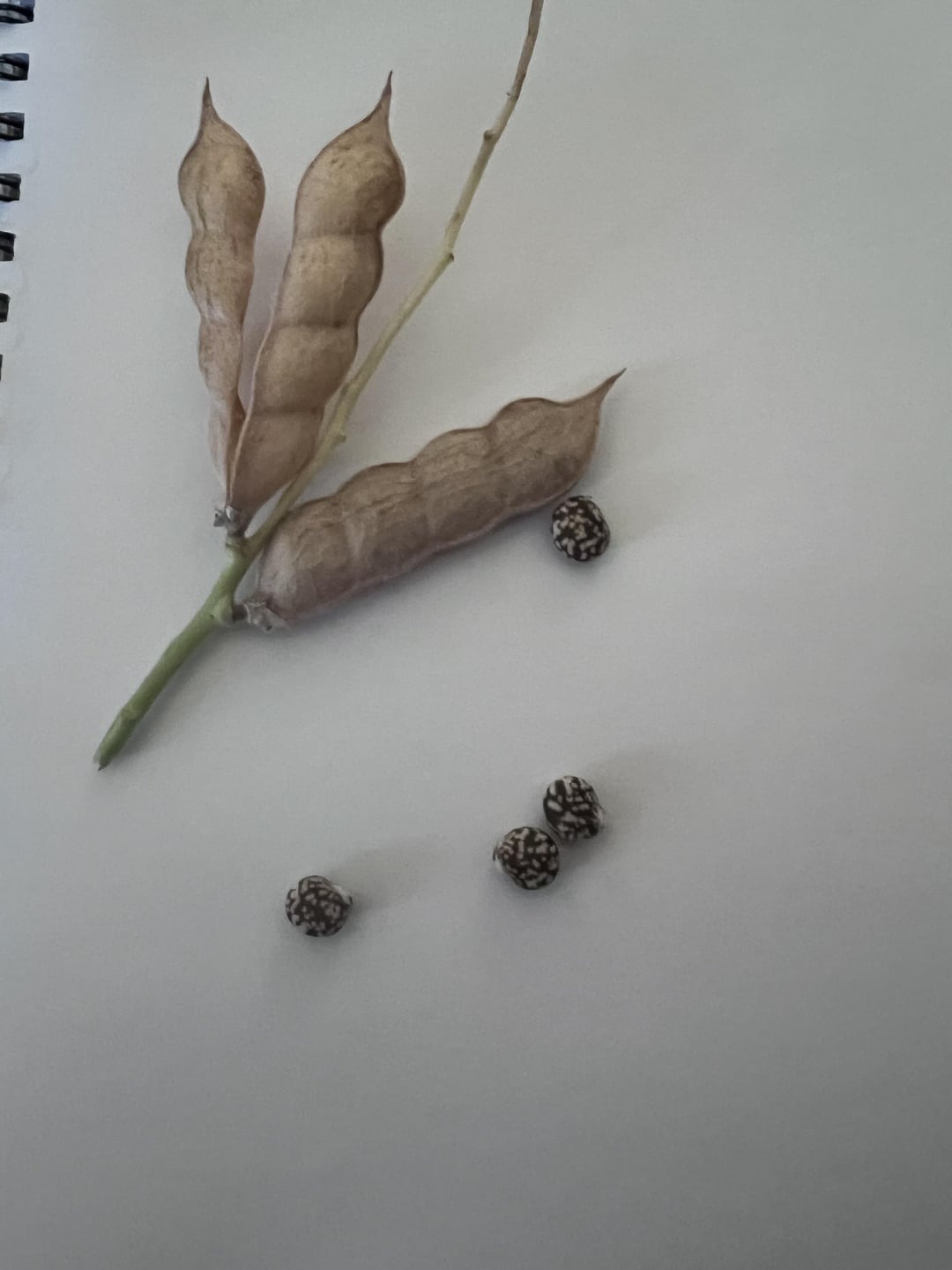 seeds from plant