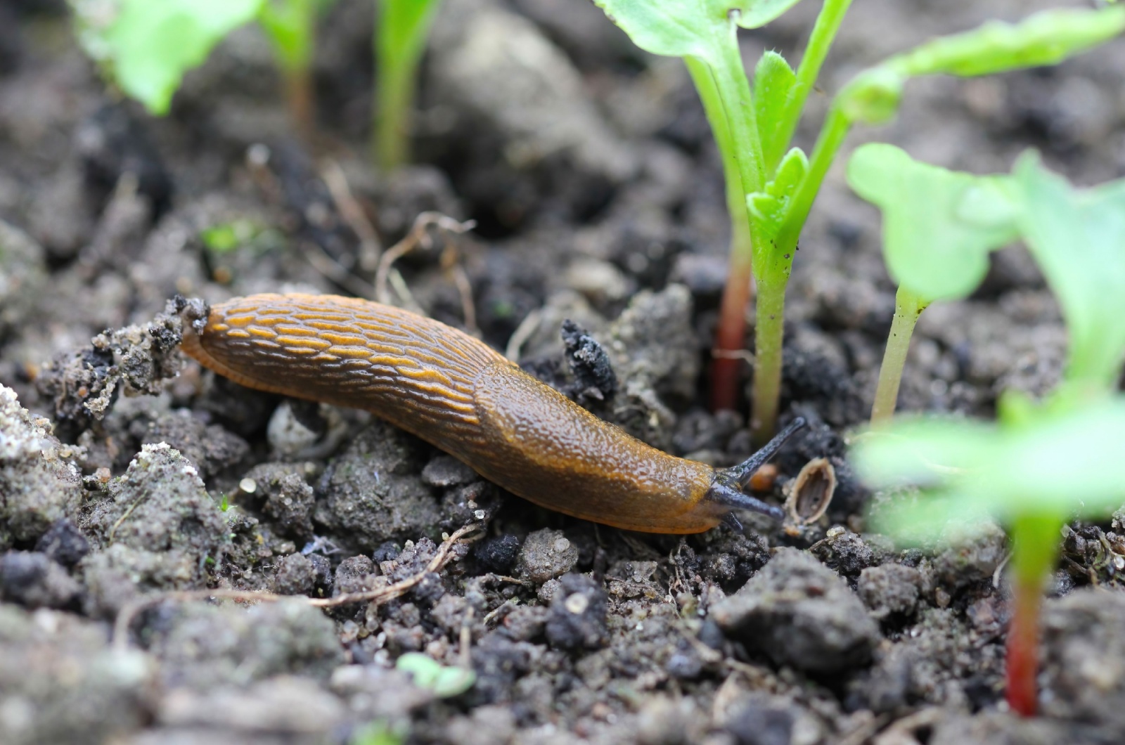 slug eating young vegetables