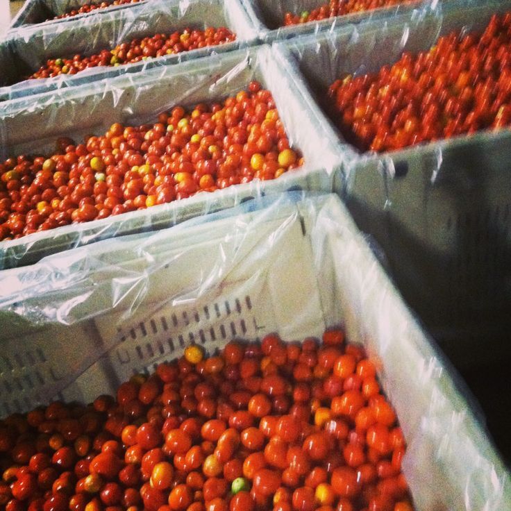 small tomatoes in crates