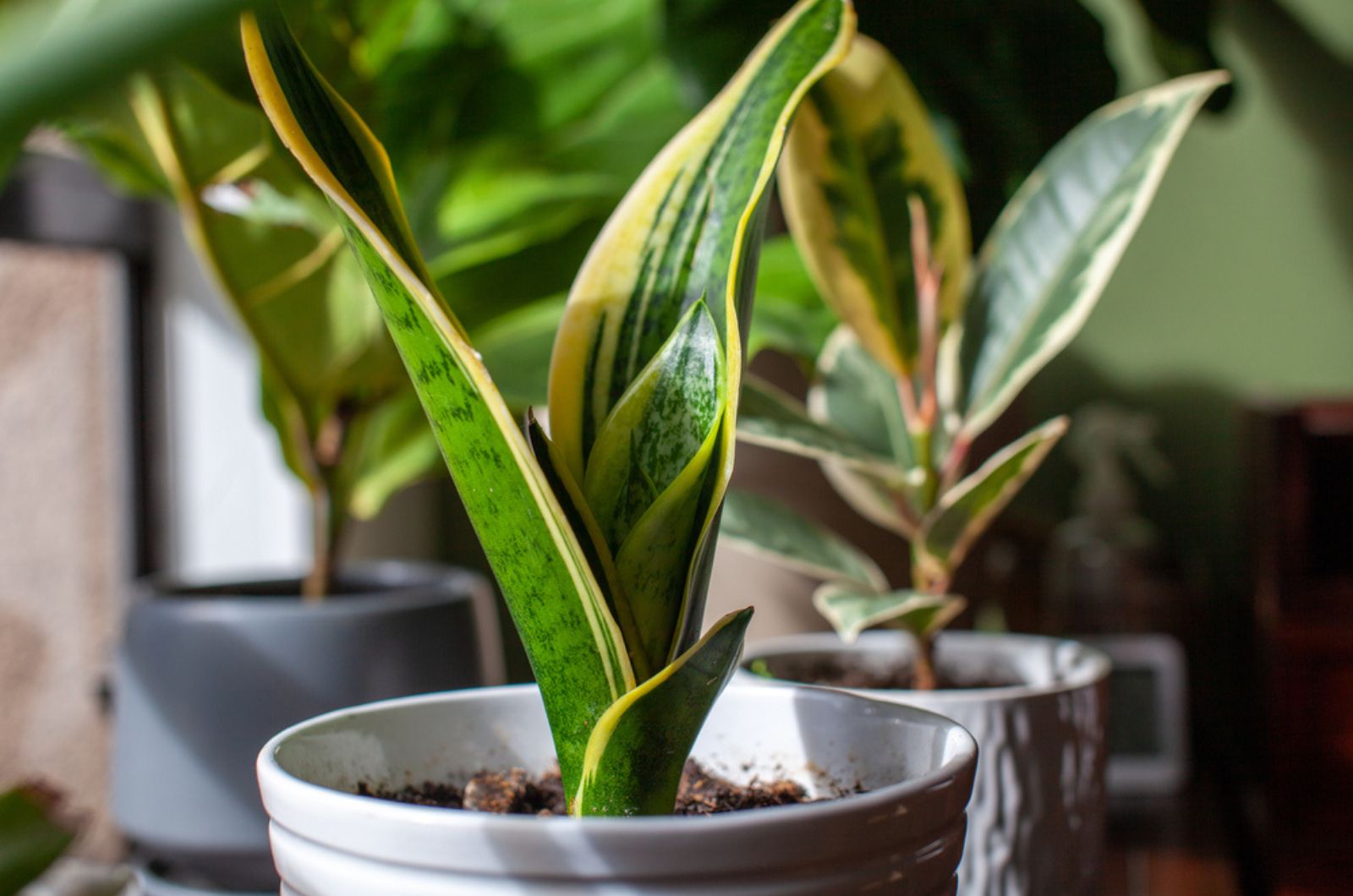 snake plants in pots