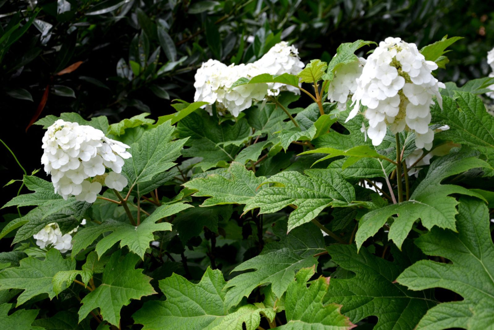 snow queen hydrangea