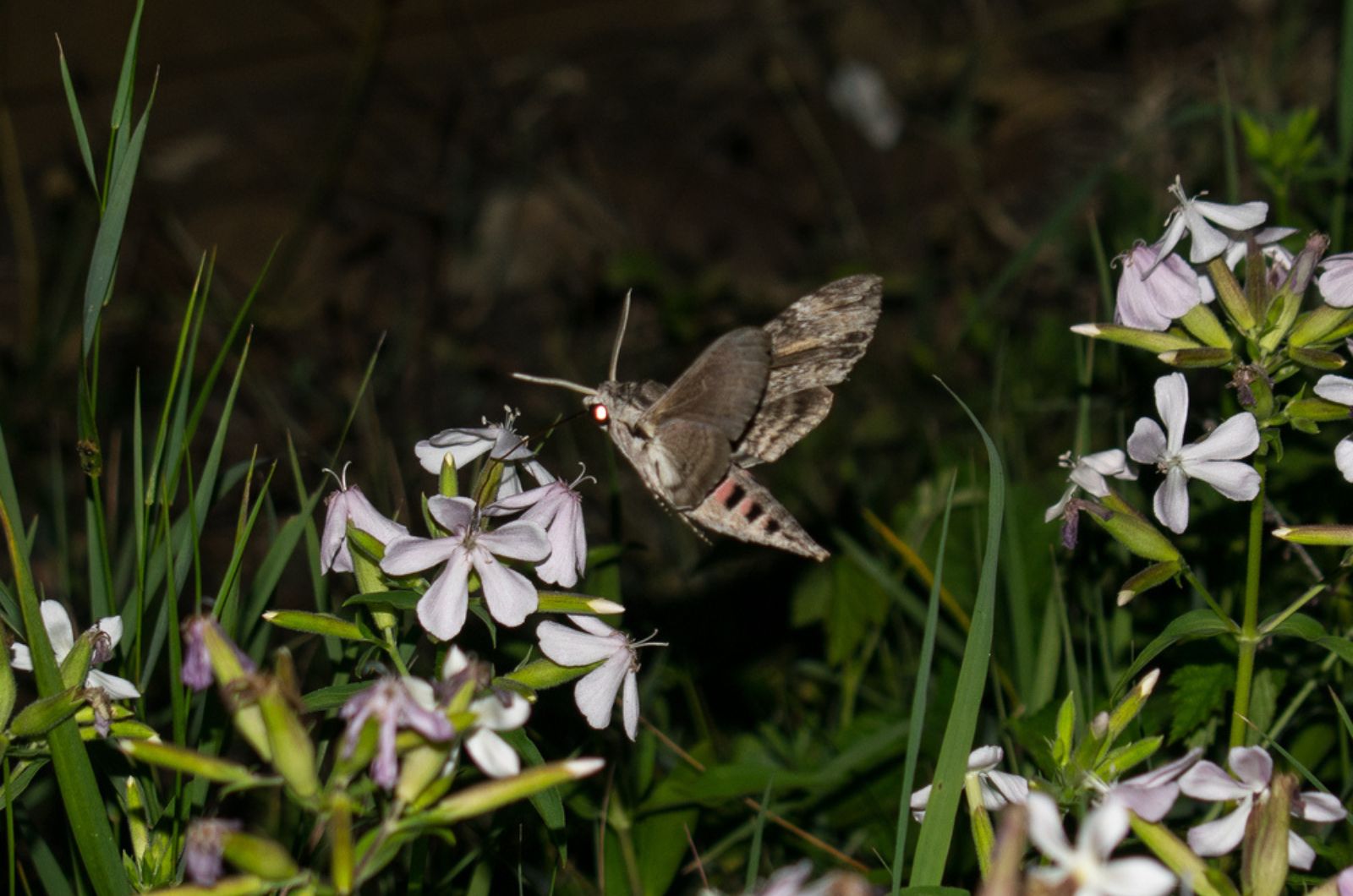 sphinx moth, feeds on flower nectar