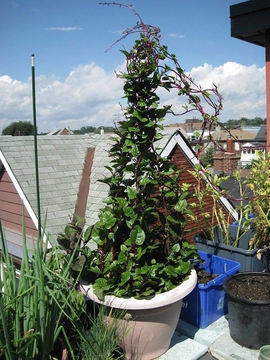 spinach growing in a white pot