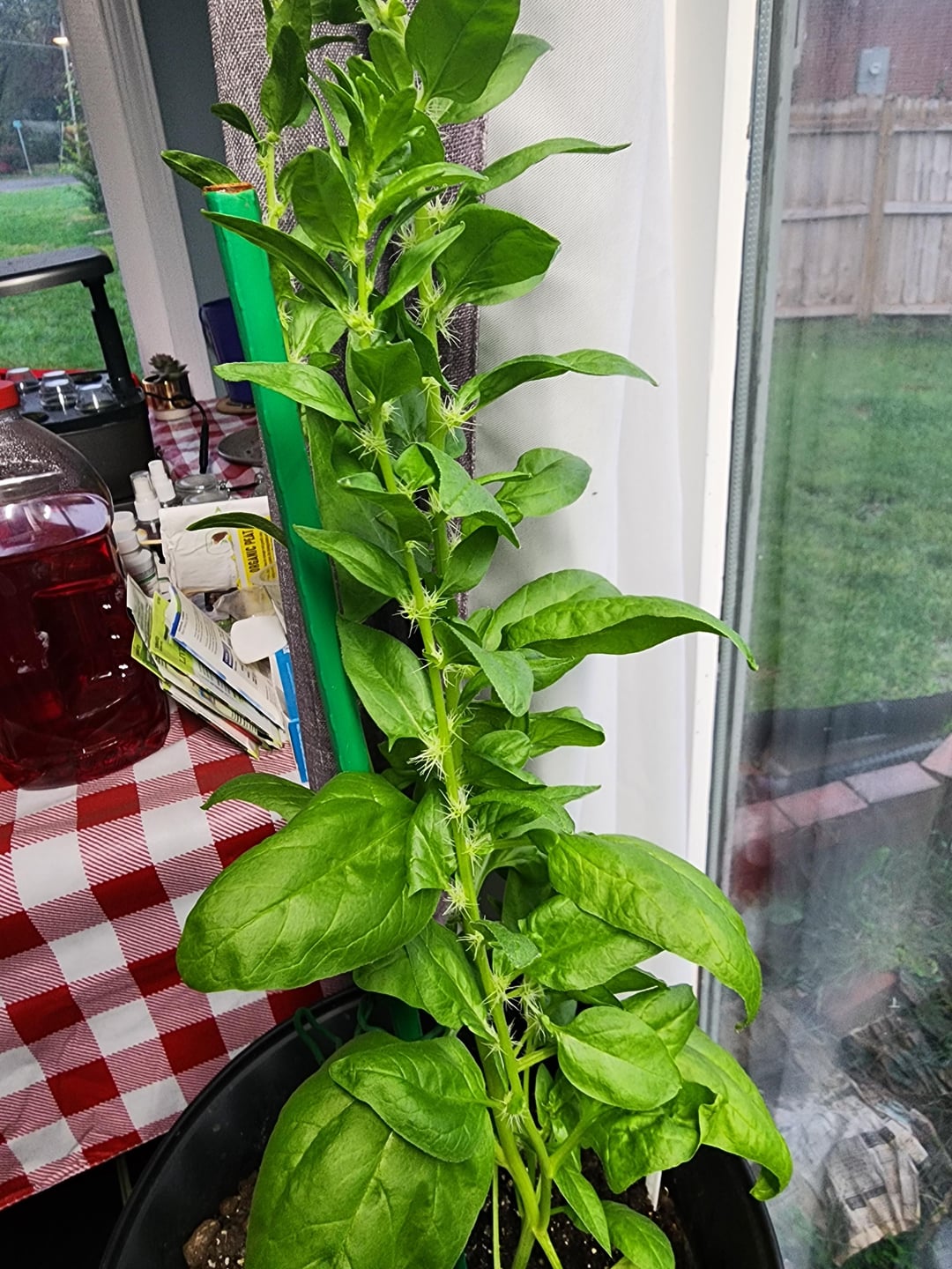 spinach grown indoors