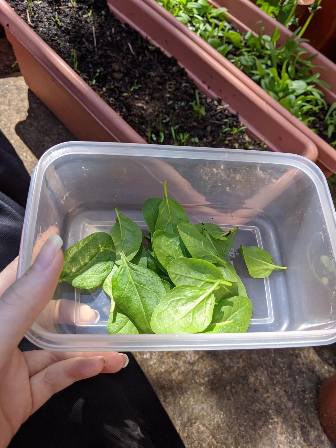 spinach leaves in a container