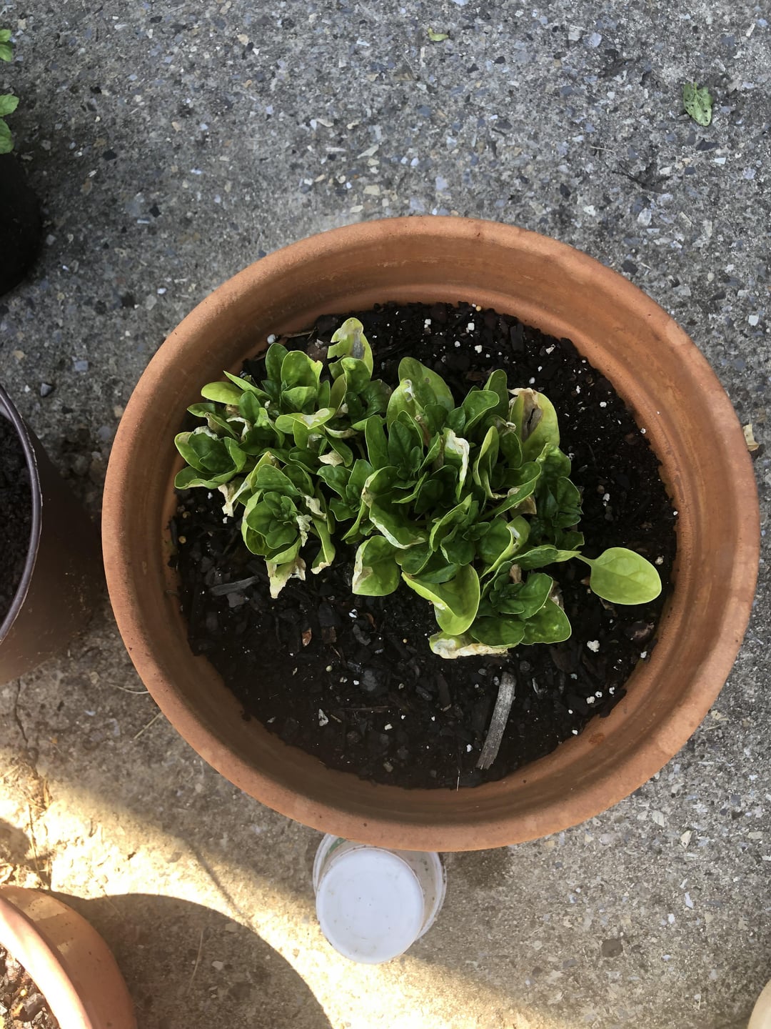 spinach seedling in a pot