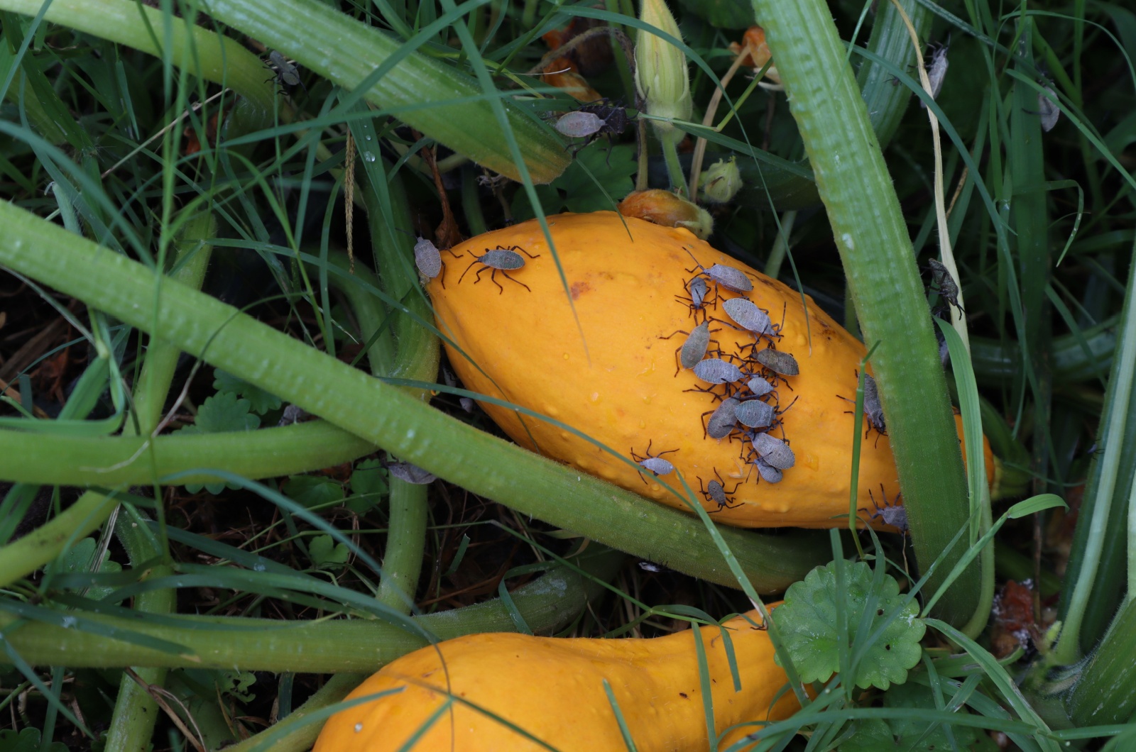 squash plant infested with squash bugs in a garden