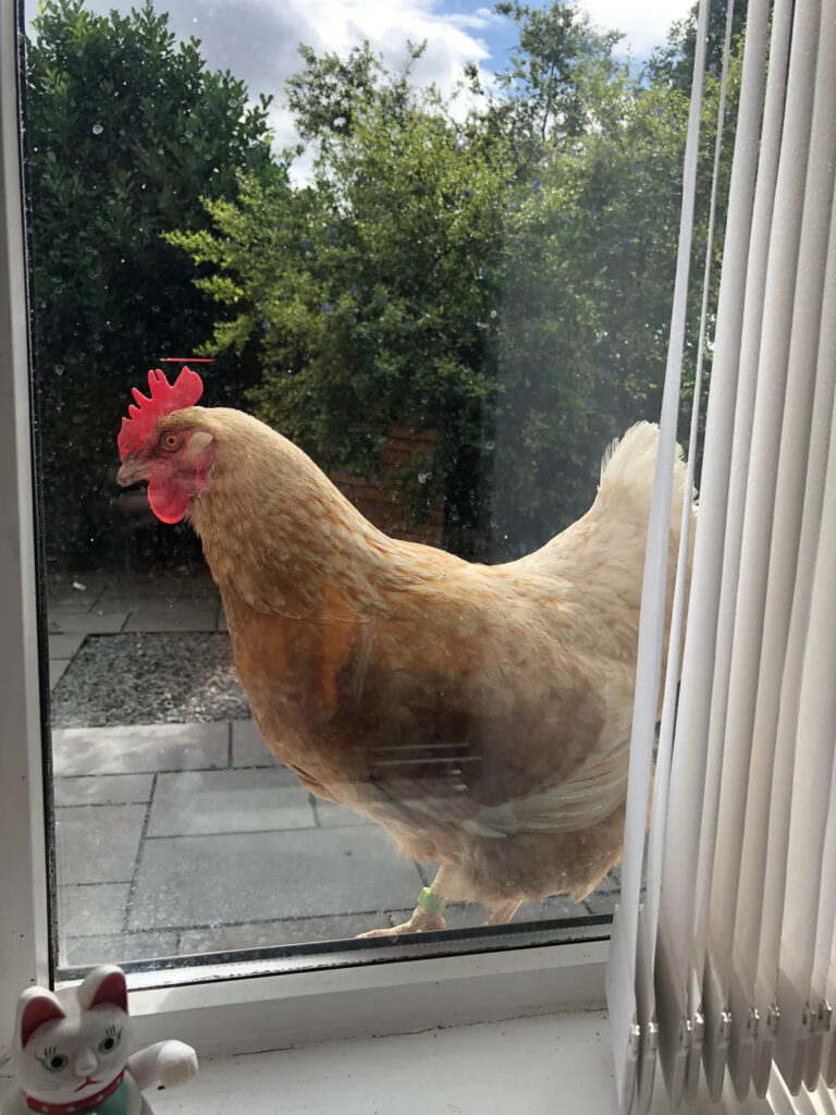 the chicken is standing at the window